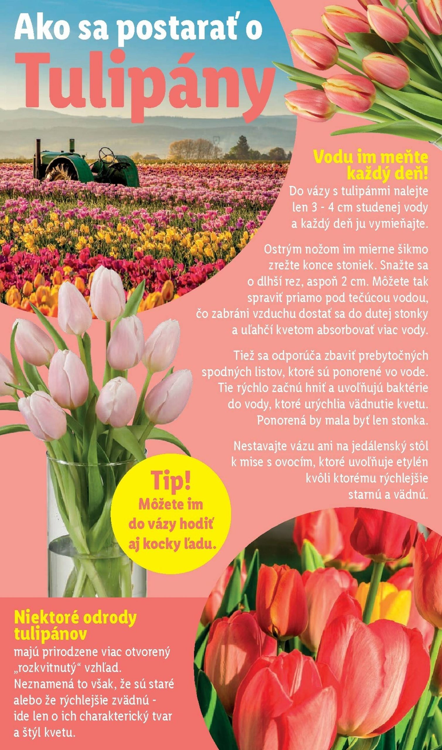 Page 36 of Aktuálny lidl leták platný od pondelka 16.02 do 22.02